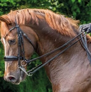 Horse Dressage Bridle