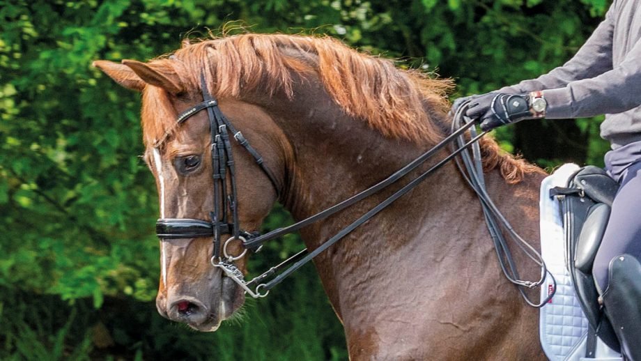 Horse Dressage Bridle
